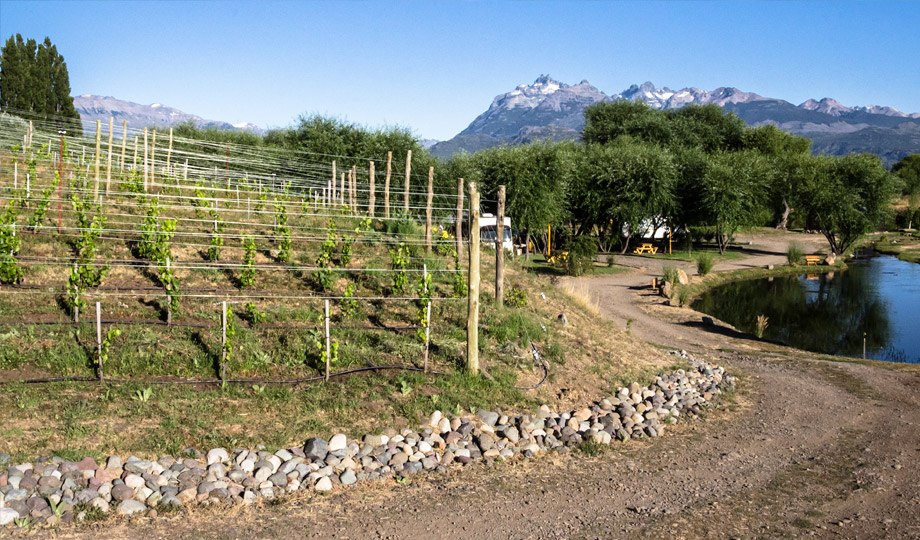02-Vitivinicultura-0266