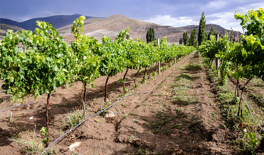 02-Vitivinicultura-0331